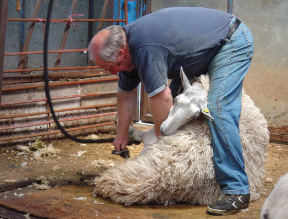 Sheep Shearing, Rathbaun Farm