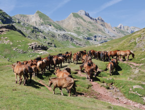 The Pyrenees Horses
